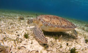 Sea turtle swimming over seagrass in Cozumel – private snorkeling tour with Nah Experience