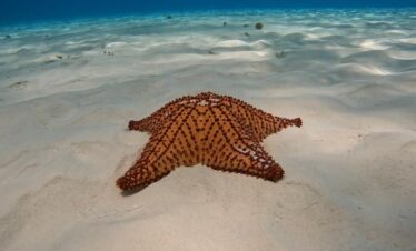 Giant starfish on white sand at El Cielo lagoon in Cozumel