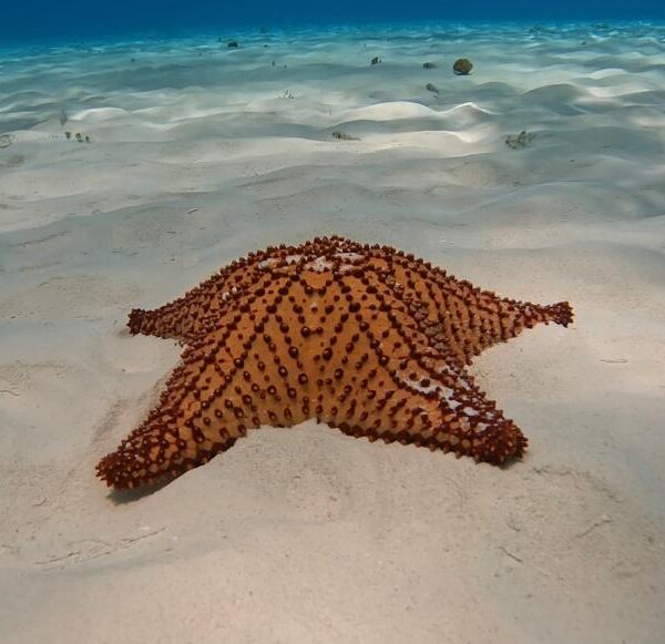 Giant starfish on white sand at El Cielo lagoon in Cozumel