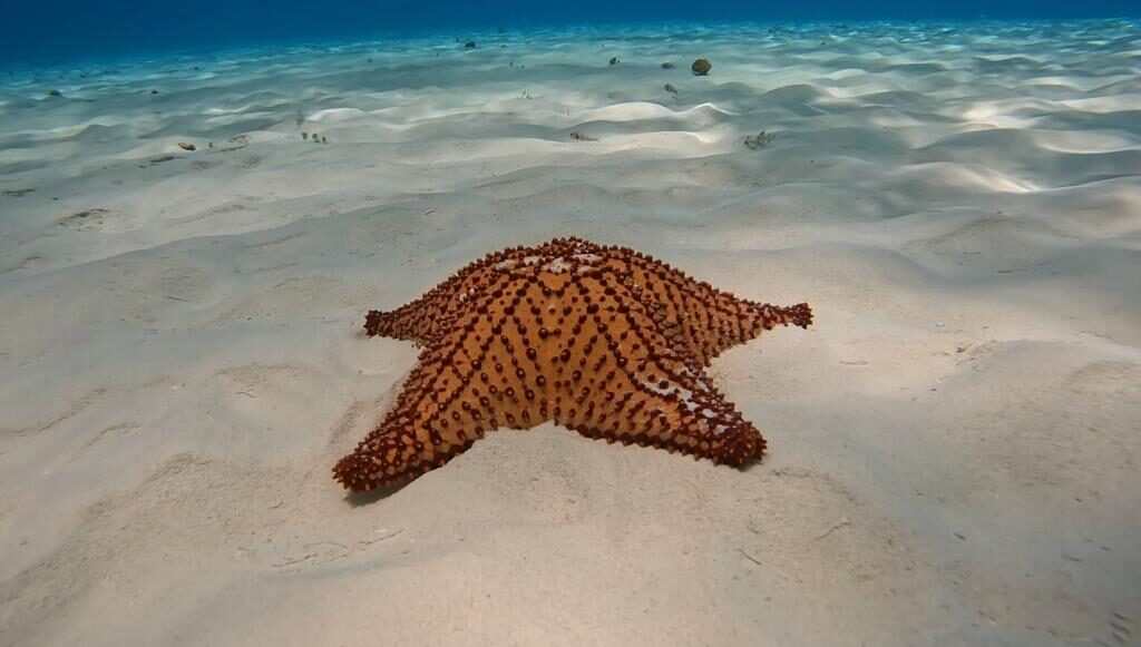 cozumel-snorkeling-tour-el-cielo-starfish.jpg Giant starfish on white sand at El Cielo lagoon in Cozumel