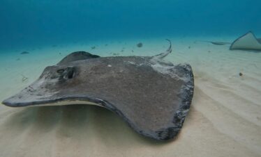 Spotted stingray swimming near the sandy bottom in Cozumel during a private snorkeling tour