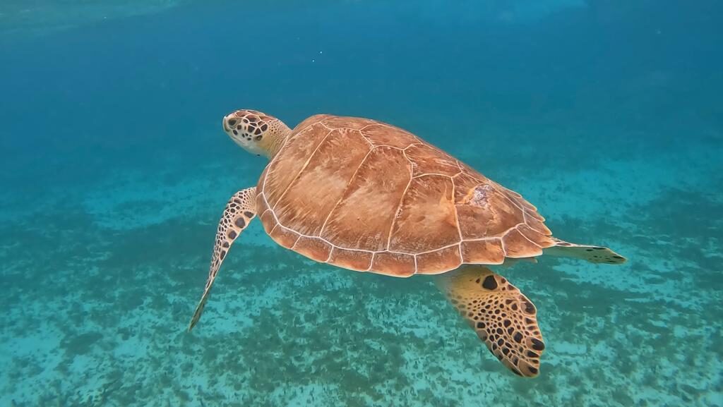 cozumel-snorkeling-with-sea-turtles.jpg